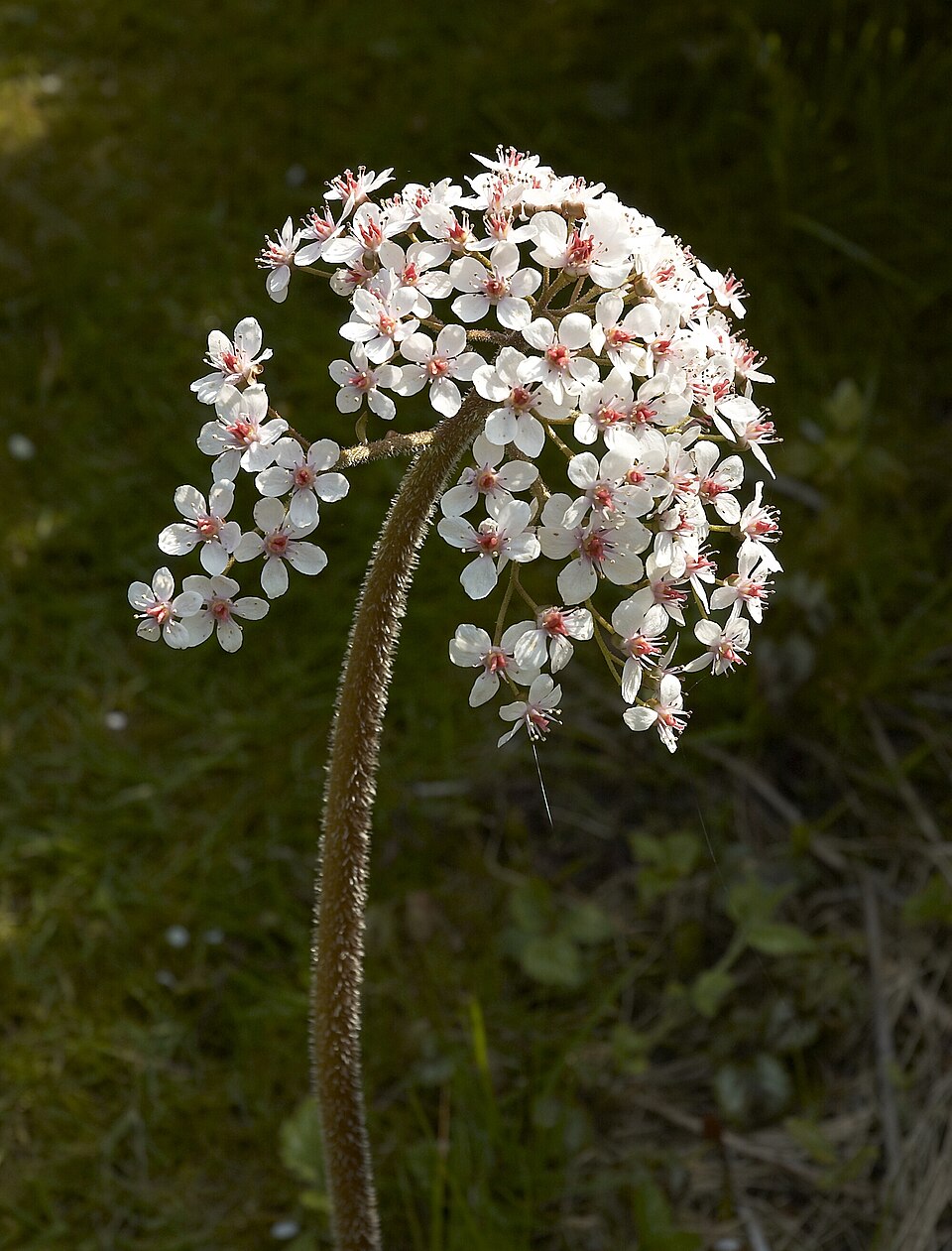 Darmera peltata (umbrella plant) (alternate view 8)