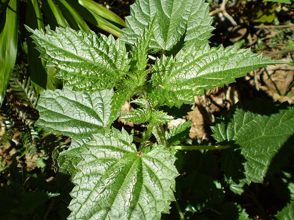 Urtica incisa (Scrub Nettle) (alternate view 6)
