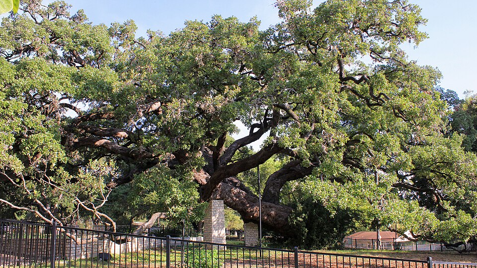 Quercus fusiformis (Texas live oak) (alternate view 5)