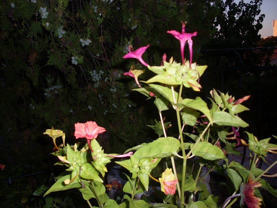 Mirabilis jalapa (Marvel of Peru)