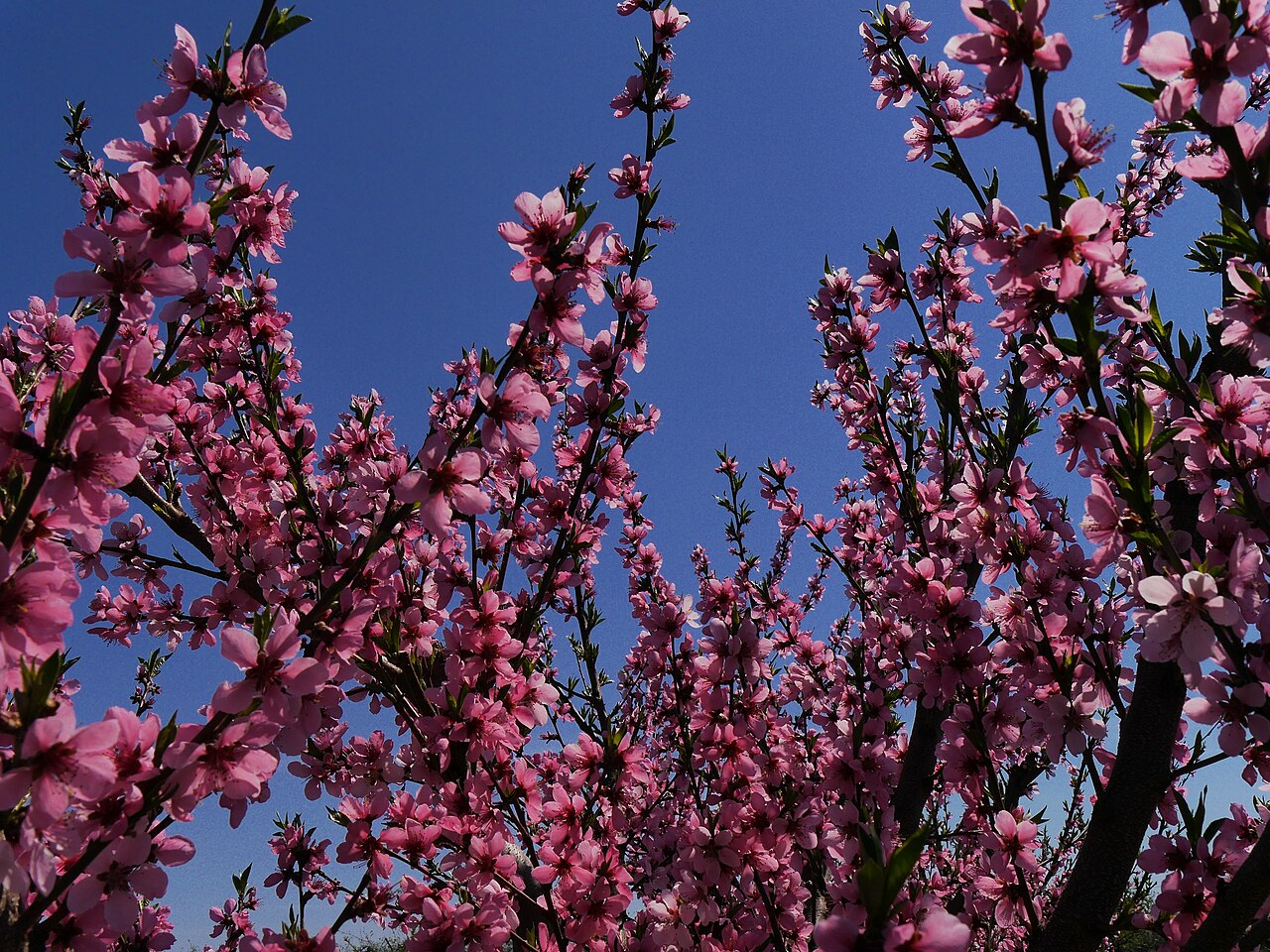 Prunus persica, Peach — spreading deciduous (Rosaceae) (image 8 of 9)