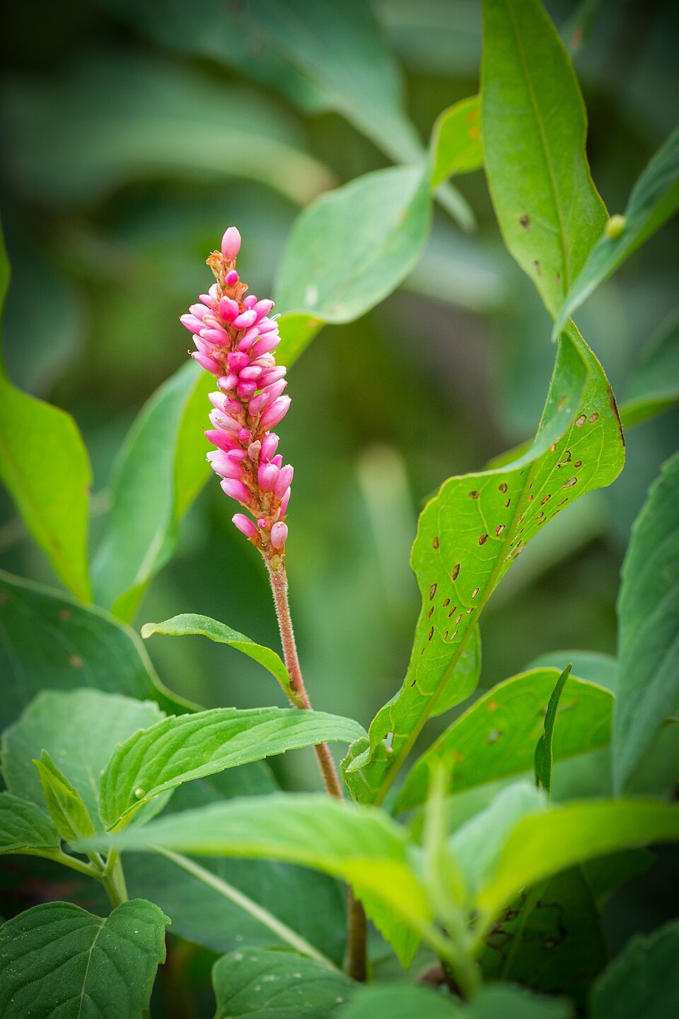 Persicaria pensylvanica (pinkweed) (alternate view 7)