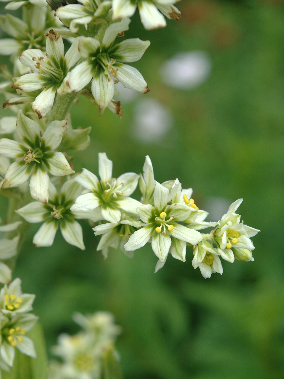 Veratrum californicum (Corn Lily) (alternate view 6)