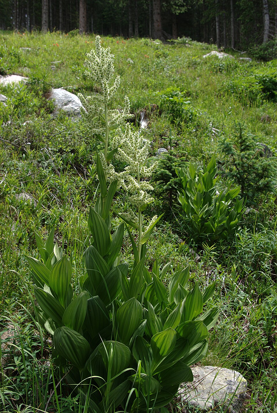 Veratrum californicum (Corn Lily) (alternate view 7)