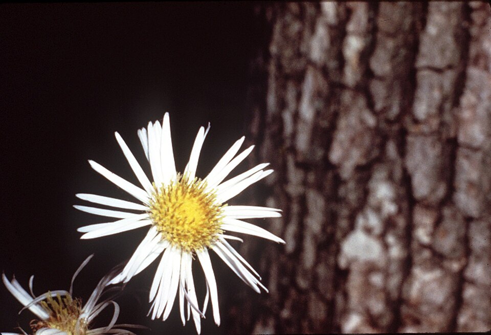 Erigeron pulchellus (robin's-plantain)