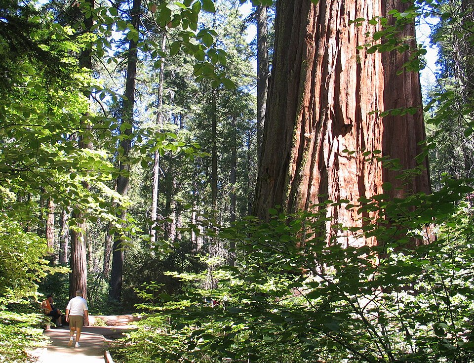 Sequoiadendron giganteum (giant sequoia) (alternate view 11)