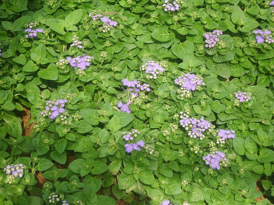 Ageratum houstonianum (Flossflower) (alternate view 10)