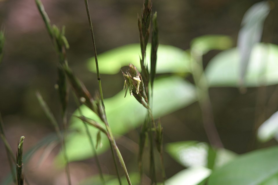 Arundinaria gigantea (river cane) (alternate view 3)