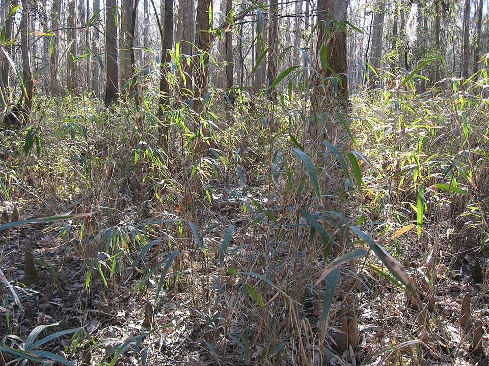 Arundinaria gigantea (river cane) (alternate view 4)