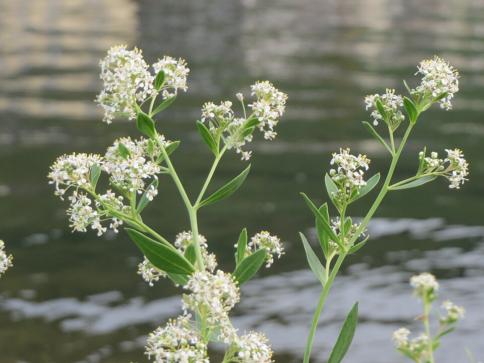 Lepidium latifolium (perennial pepperweed)