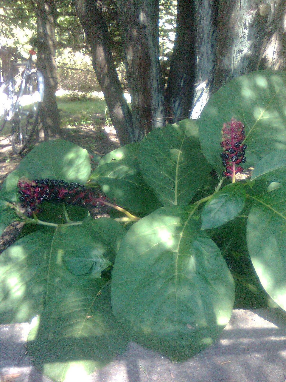Phytolacca (Pokeweeds)