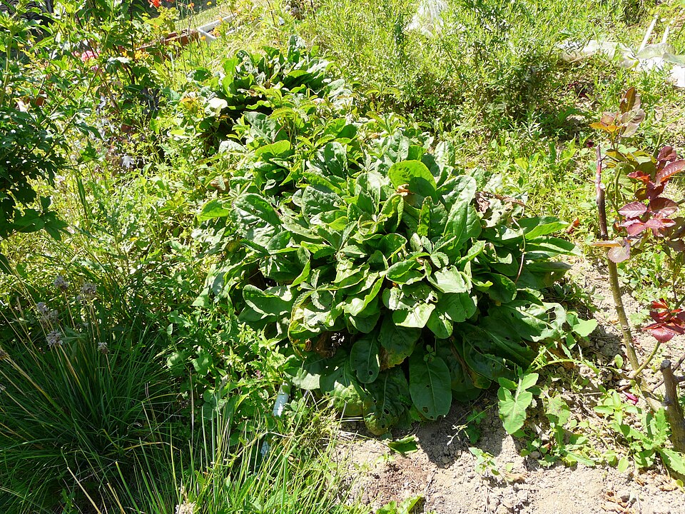 Rumex acetosa (Sorrel) (alternate view 6)