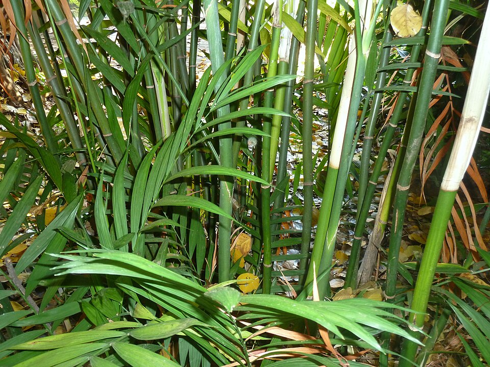 Chamaedorea elegans (Parlor Palm) (alternate view 9)