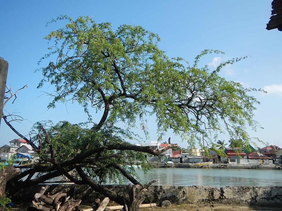 Vachellia farnesiana (Sweet acacia)