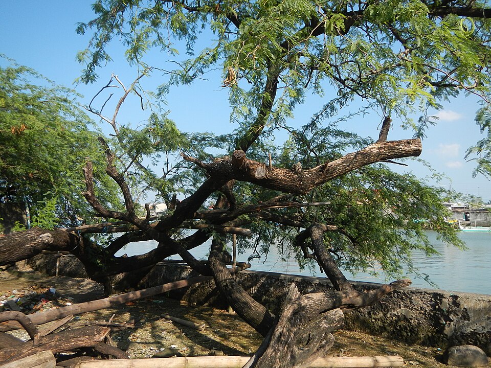 Vachellia farnesiana (Sweet acacia)