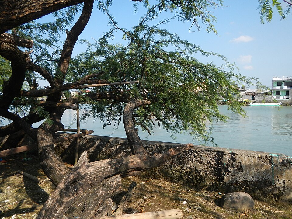 Vachellia farnesiana (Sweet acacia)