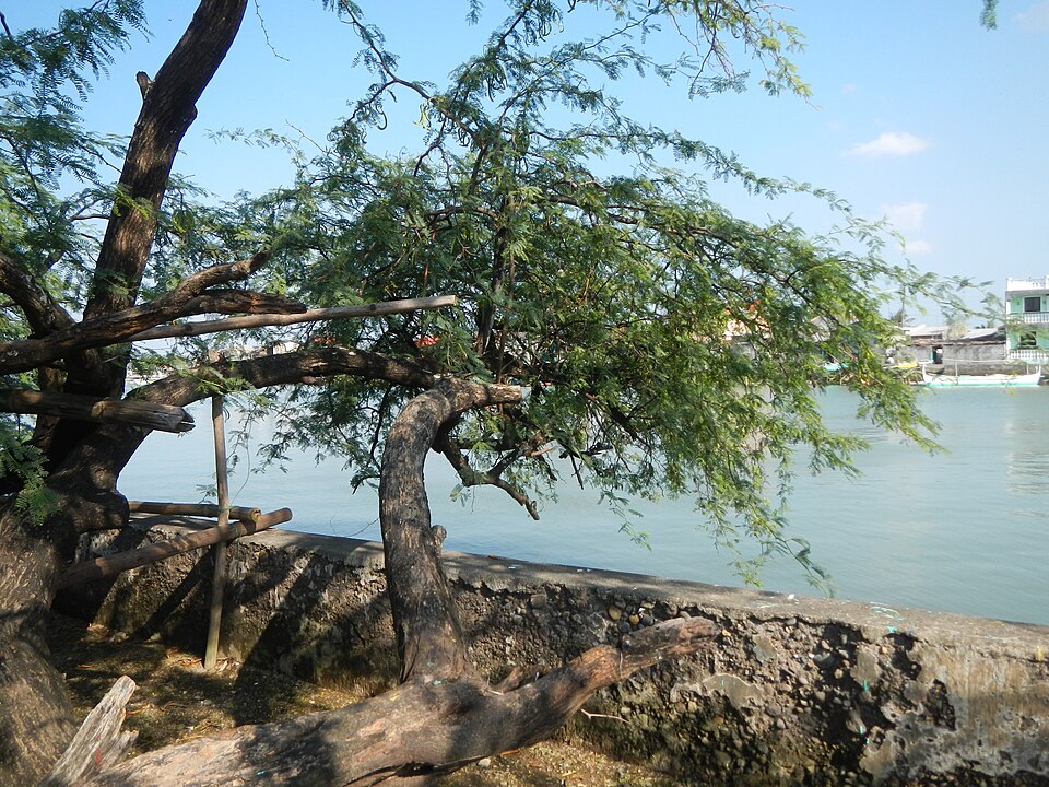 Vachellia farnesiana (Sweet acacia)