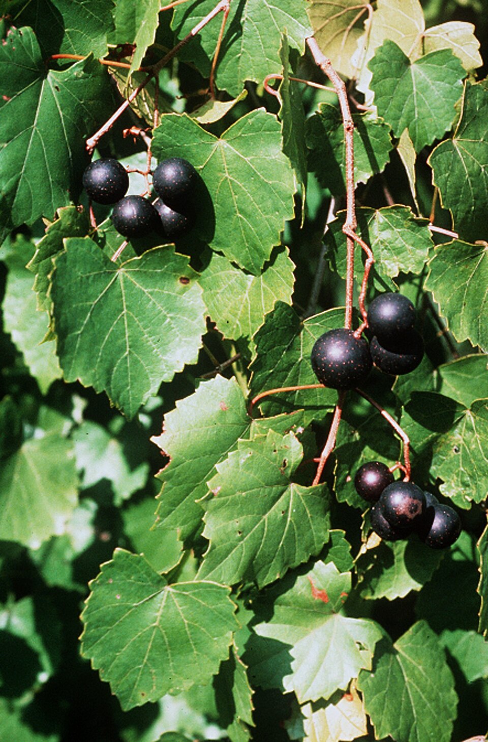 Vitis rotundifolia (muscadine)