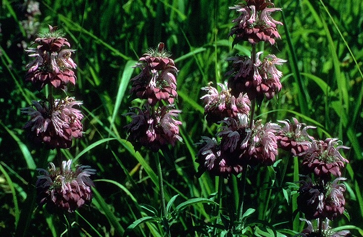 Monarda citriodora (lemon beebalm)