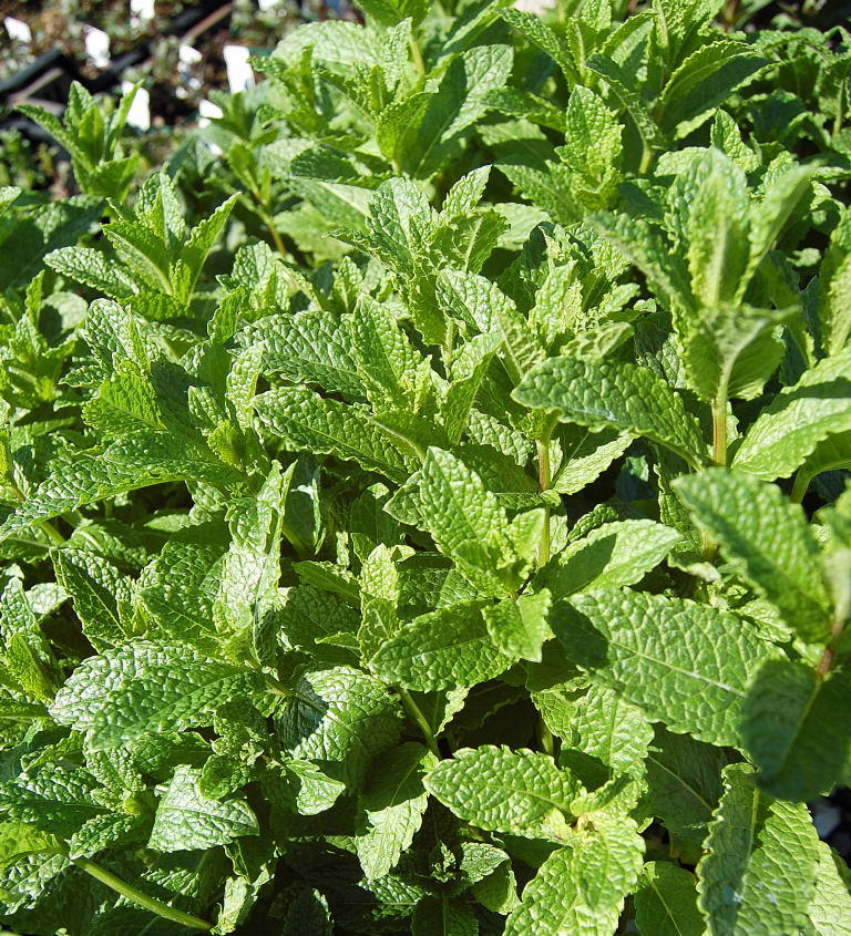 Mentha spicata (Spearmint) (alternate view 6)