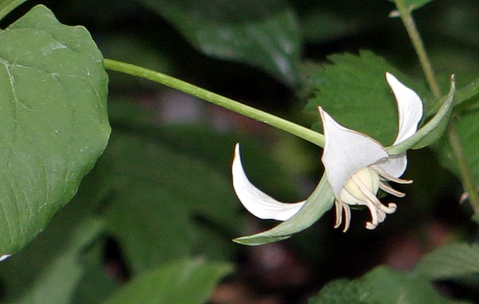 Trillium flexipes (drooping trillium) (alternate view 8)