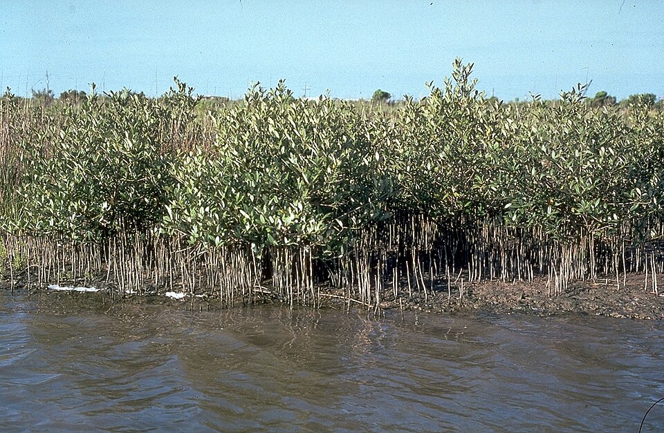 Avicennia germinans (black mangrove) (alternate view 6)