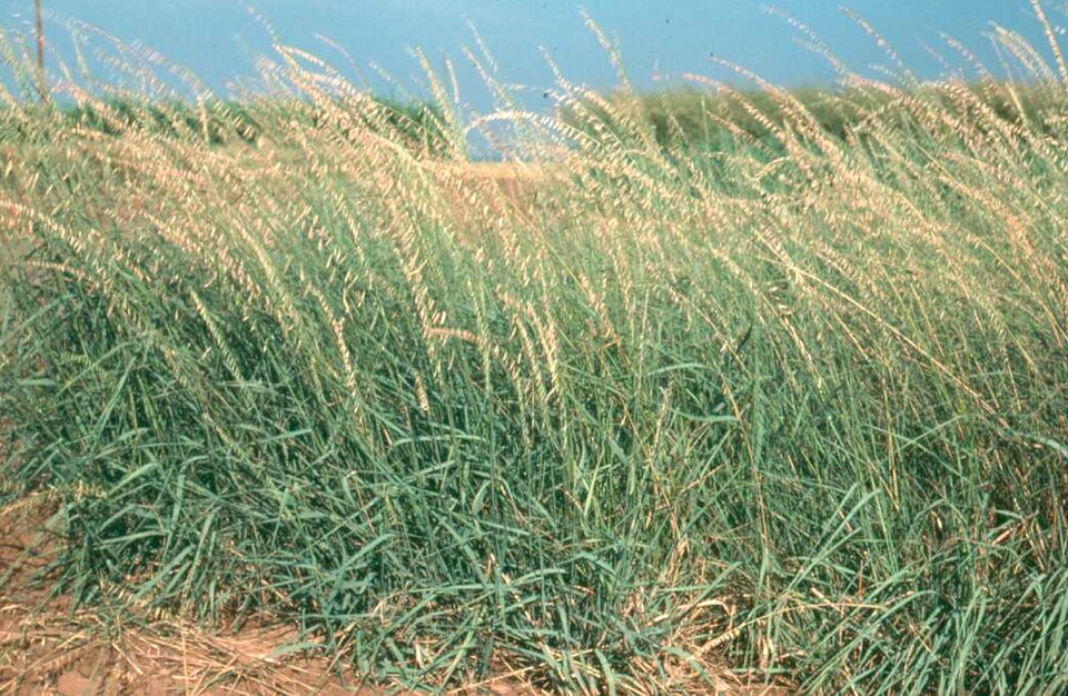 Bouteloua curtipendula (Sideoats Grama) (alternate view 6)