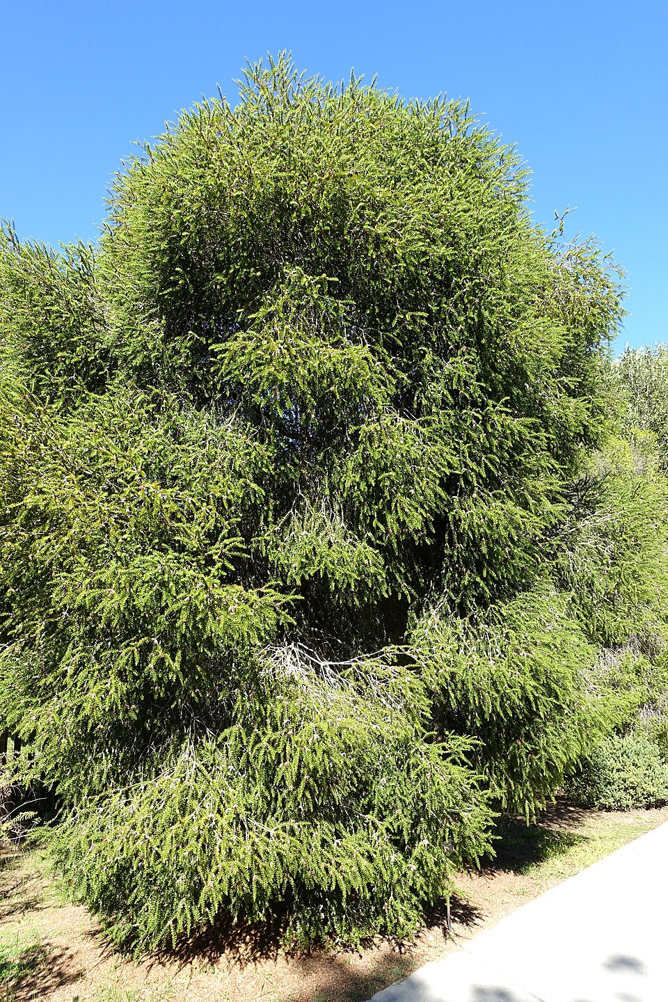 Melaleuca styphelioides (Prickly-leaved Paperbark) (alternate view 5)