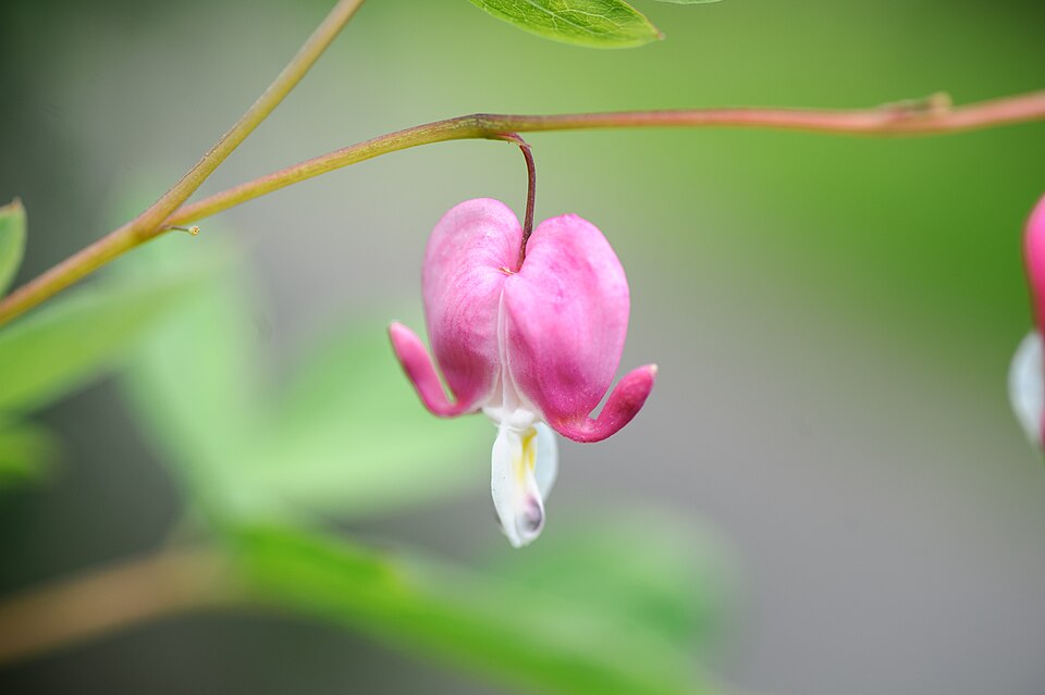 Lamprocapnos spectabilis (bleeding heart)