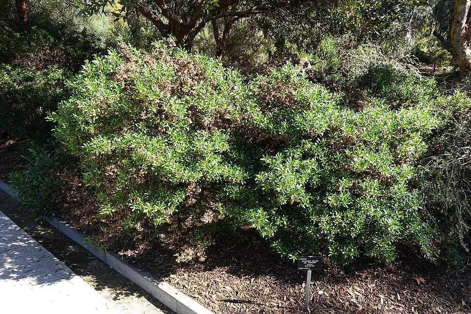 Dodonaea viscosa (Akeake)