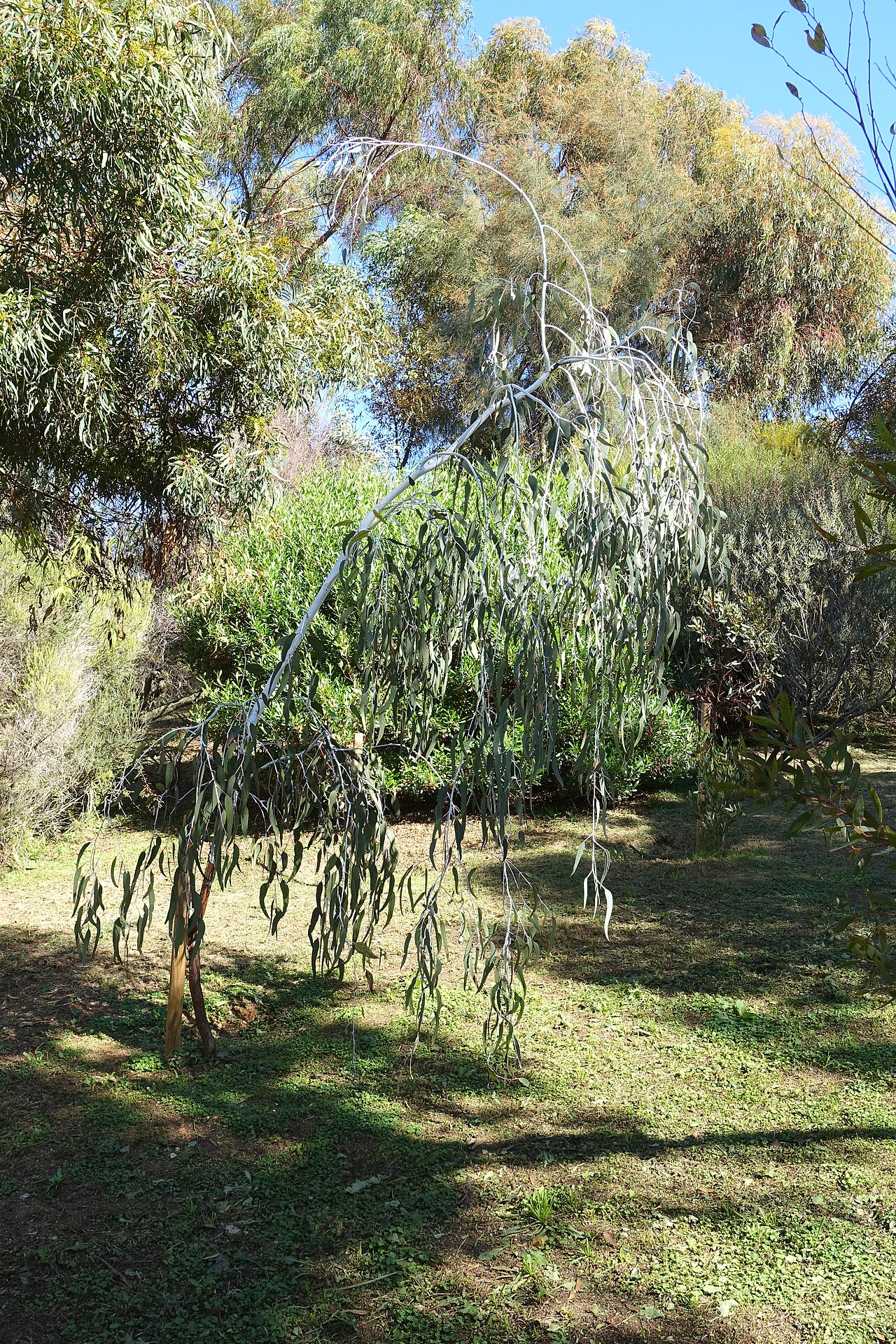Eucalyptus caesia, Silver princess — spreading evergreen (Myrtaceae) (image 9 of 10)