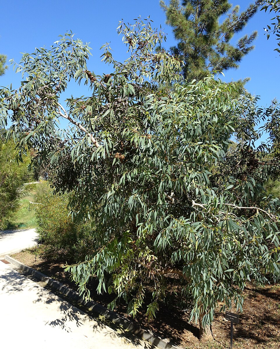 Eucalyptus diversifolia (Coastal Mallee) (alternate view 2)