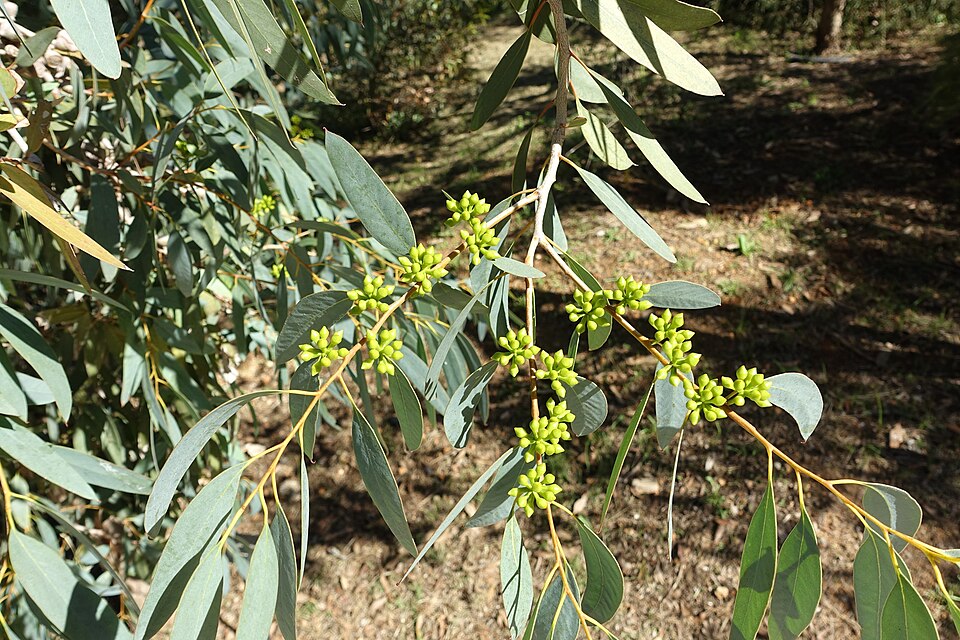 Eucalyptus diversifolia (Coastal Mallee) (alternate view 3)