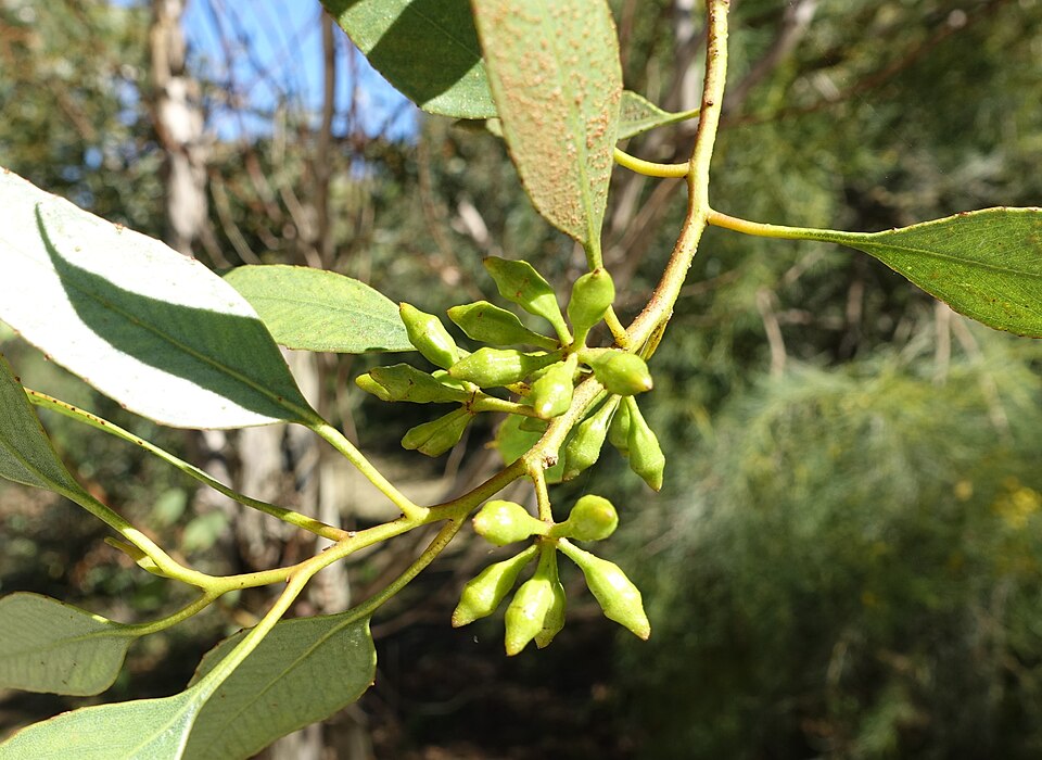 Eucalyptus incrassata (Ridge-fruited mallee) (alternate view 7)