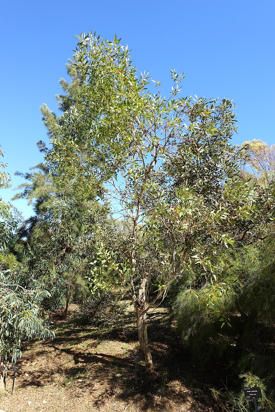 Eucalyptus incrassata (Ridge-fruited mallee) (alternate view 8)