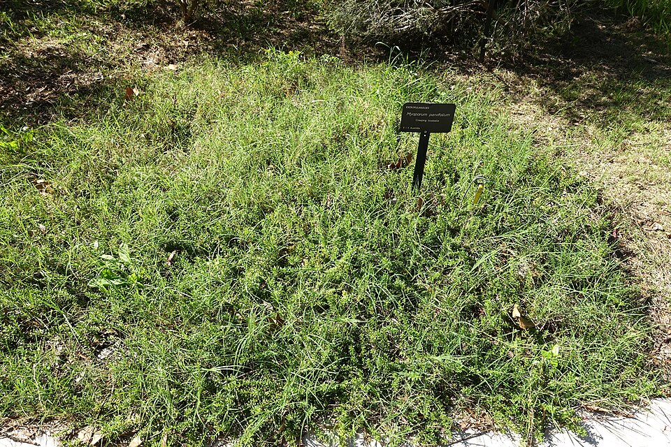 Myoporum parvifolium (alternate view 6)
