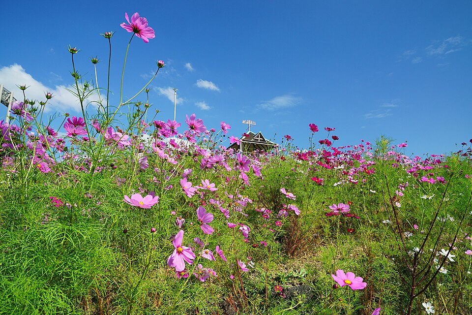 Cosmos bipinnatus (cosmos) (alternate view 14)