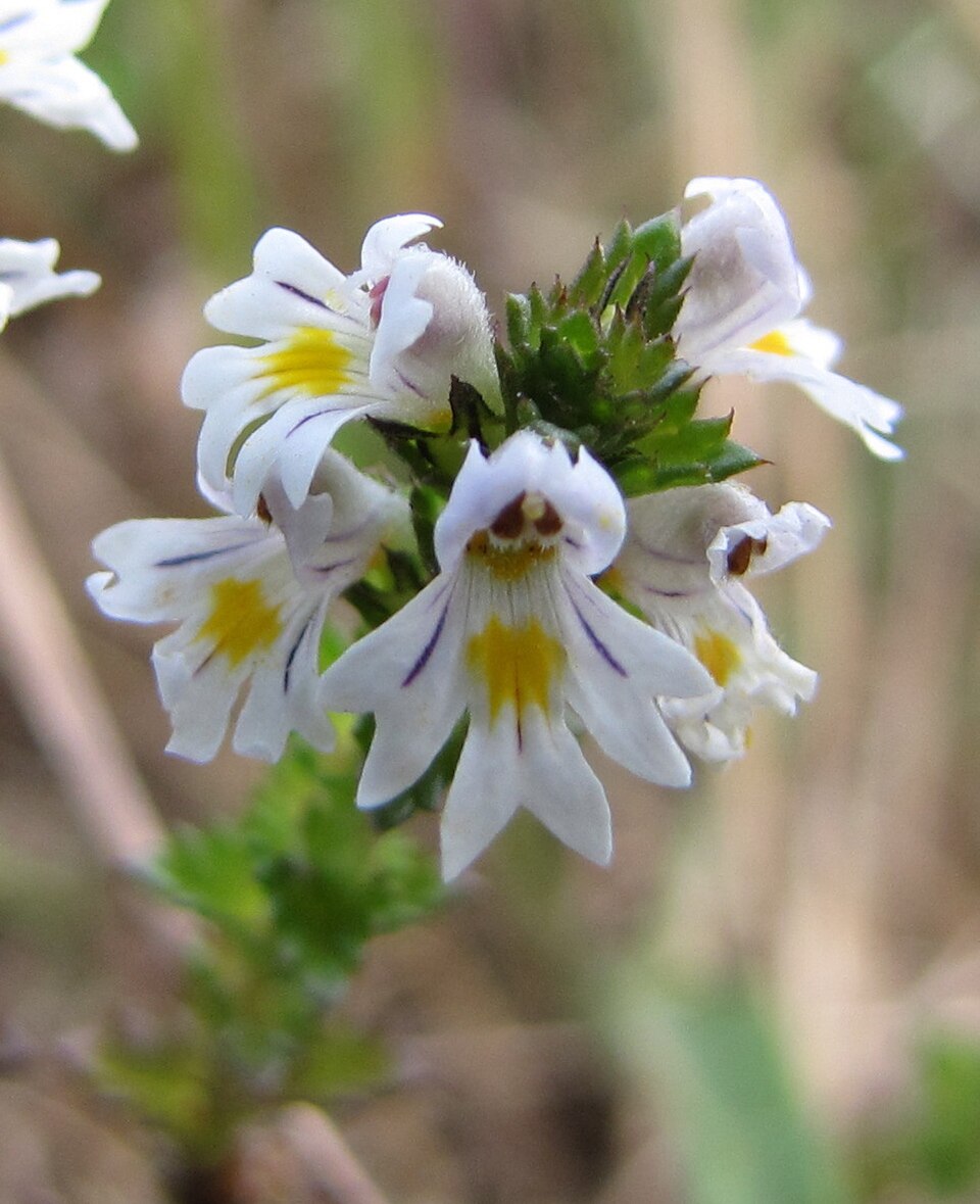 Euphrasia nemorosa (Common Eyebright)