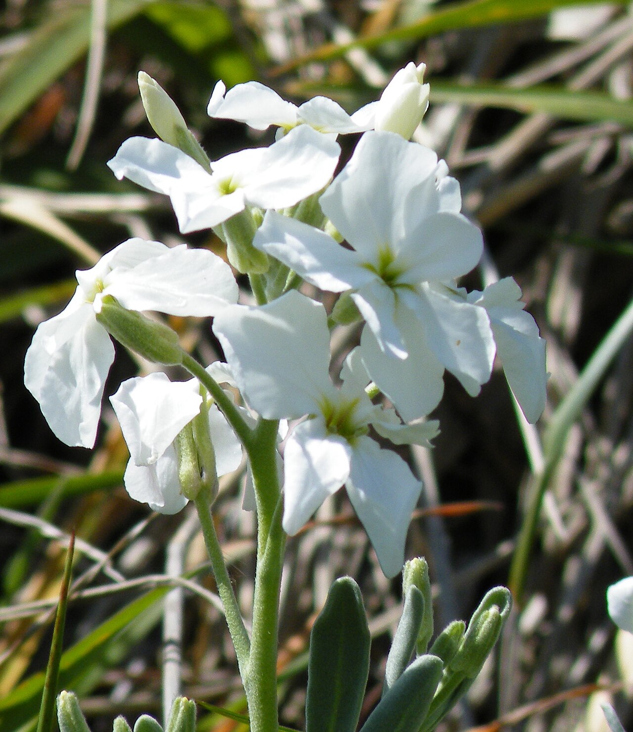 Matthiola incana, Brompton stock — upright semi-evergreen (Brassicaceae) (image 6 of 8)