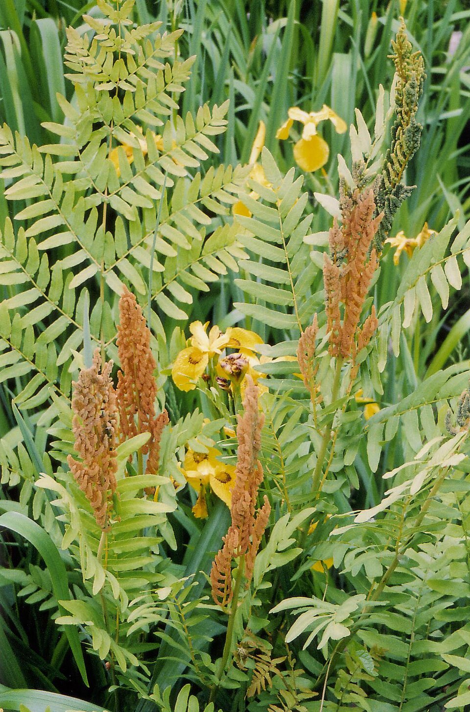 Osmunda spectabilis (American Royal Fern)
