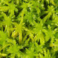 Sphagnum fallax (Flat-top Bogmoss) (alternate view 2)