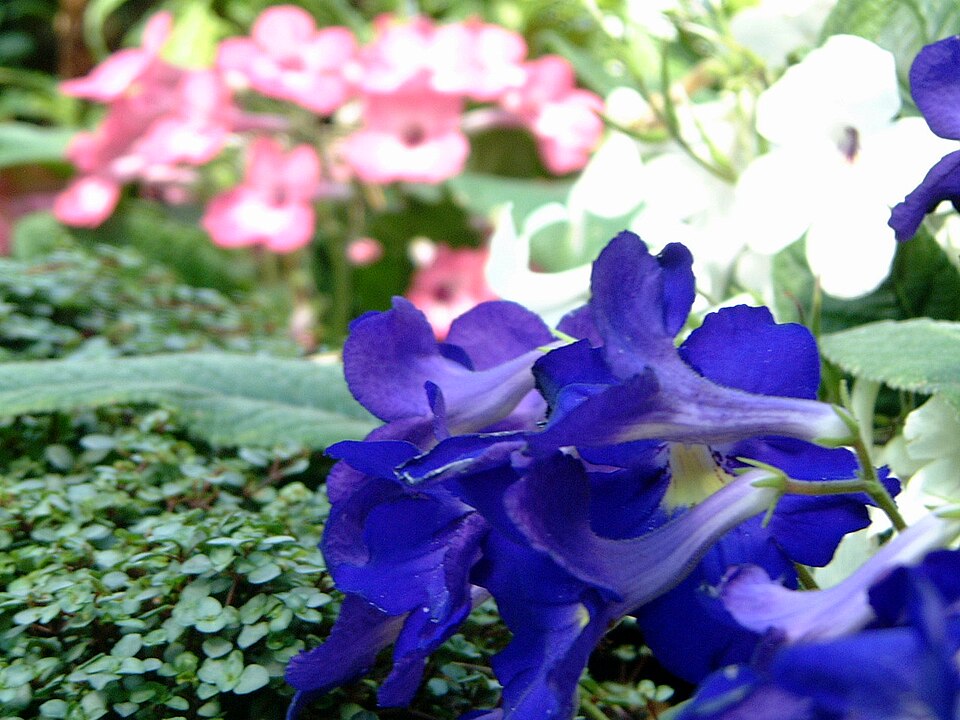 Streptocarpus (African Primrose) (alternate view 4)