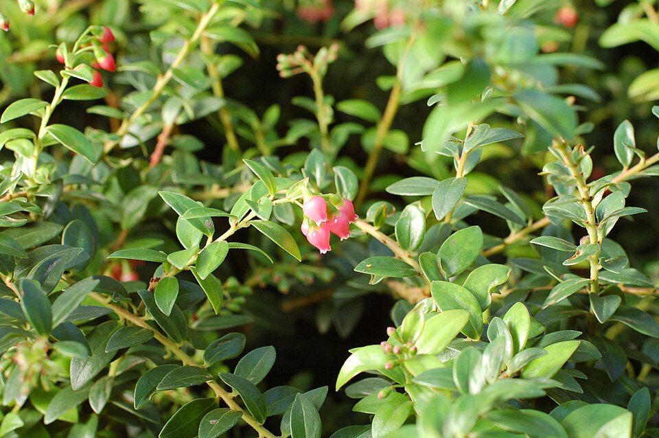 Vaccinium (blueberries, cranberries, and allies) (alternate view 11)