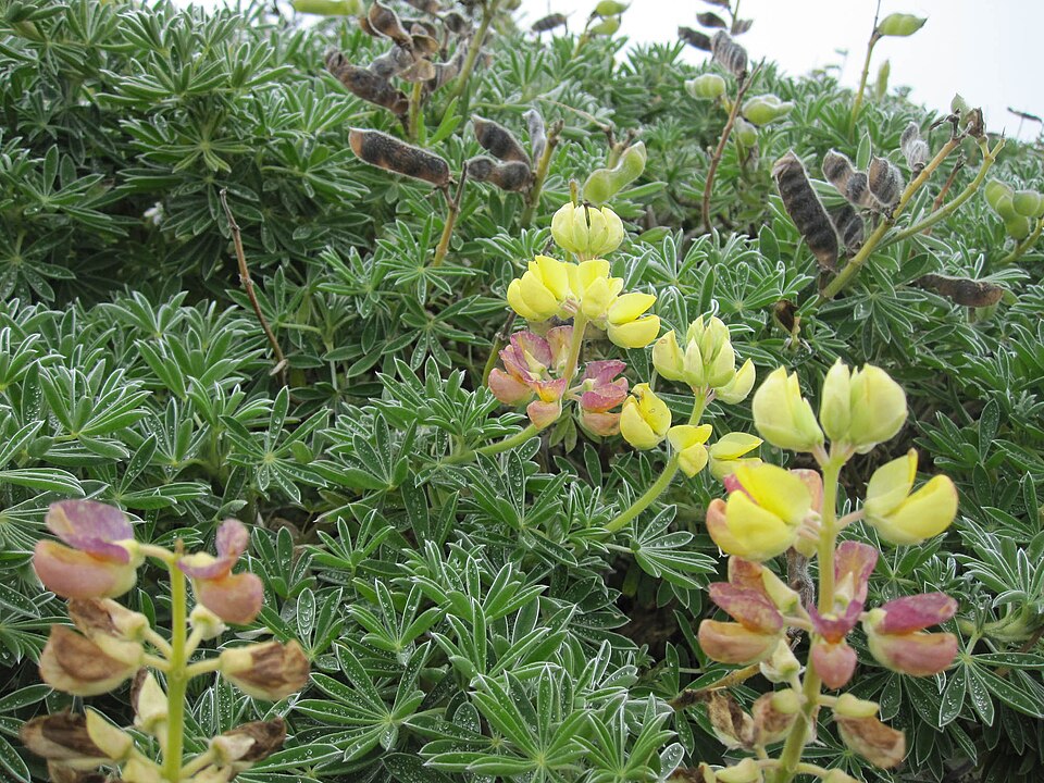 Lupinus arboreus (coastal bush lupine)