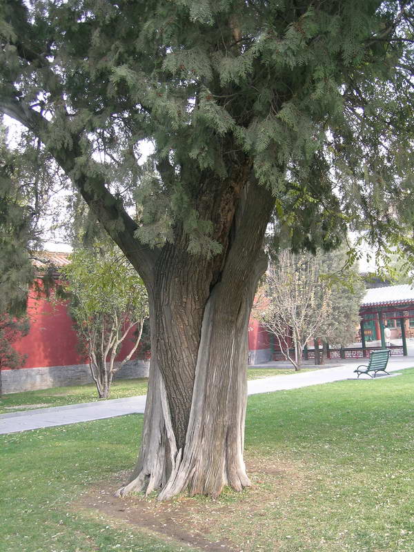 Platycladus orientalis (Oriental Arborvitae) (alternate view 14)