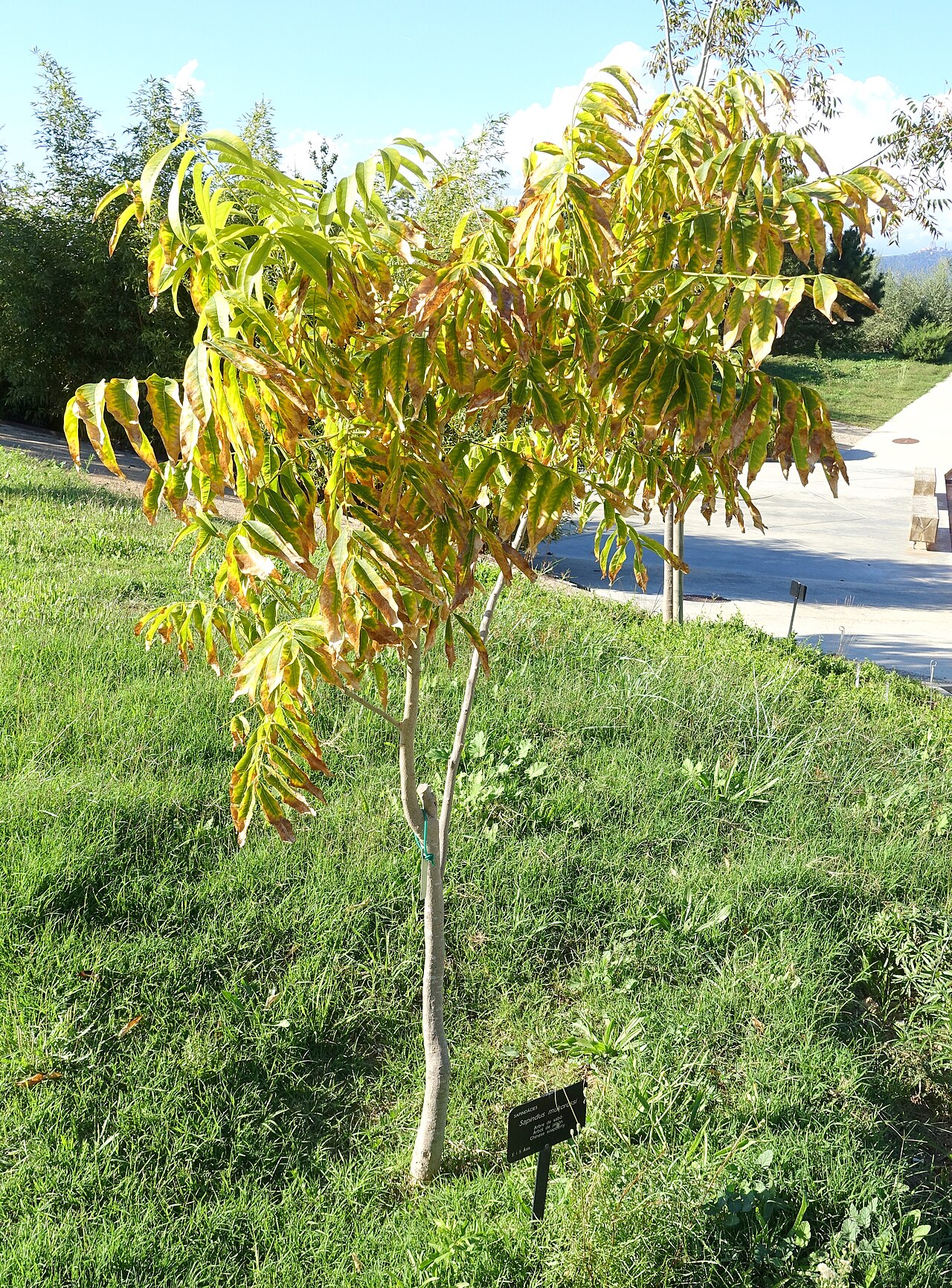Sapindus mukorossi, Chinese soapberry — spreading deciduous (Sapindaceae) (image 4 of 10)