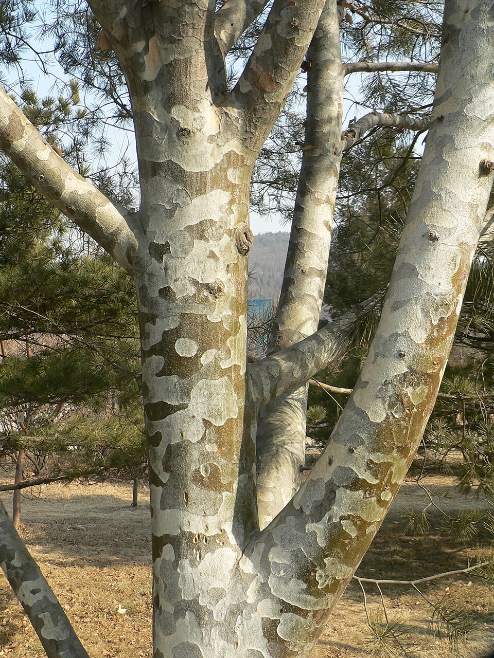 Pinus bungeana (Lacebark Pine) (alternate view 11)