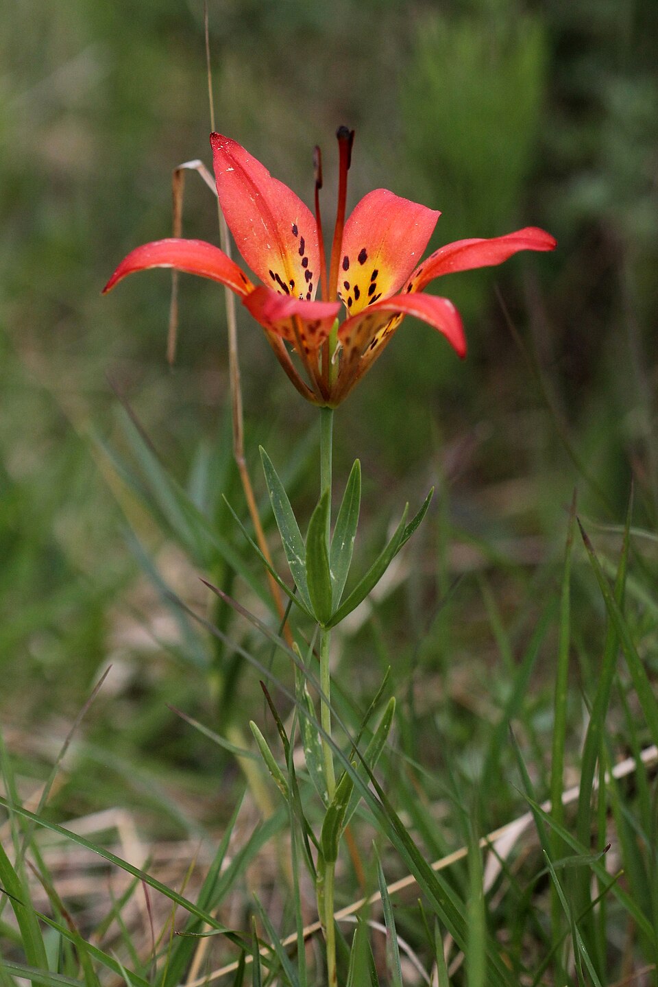 Lilium philadelphicum (Wood Lily) (alternate view 8)