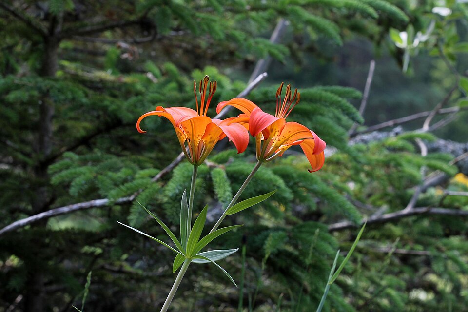 Lilium philadelphicum (Wood Lily) (alternate view 9)