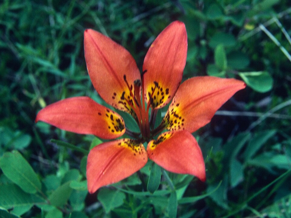 Lilium philadelphicum (Wood Lily) (alternate view 10)